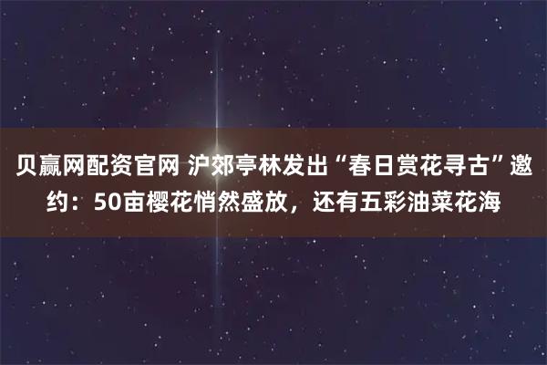 贝赢网配资官网 沪郊亭林发出“春日赏花寻古”邀约：50亩樱花悄然盛放，还有五彩油菜花海