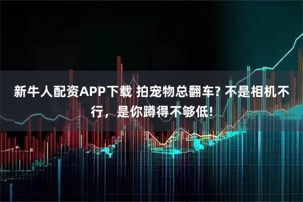 新牛人配资APP下载 拍宠物总翻车? 不是相机不行，是你蹲得不够低!